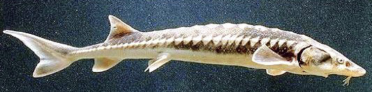 Acipenser sturio_008